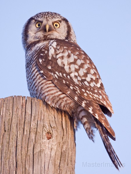 IMG_0111c.jpg - Northern Hawk-Owl (Surnia ulula)
